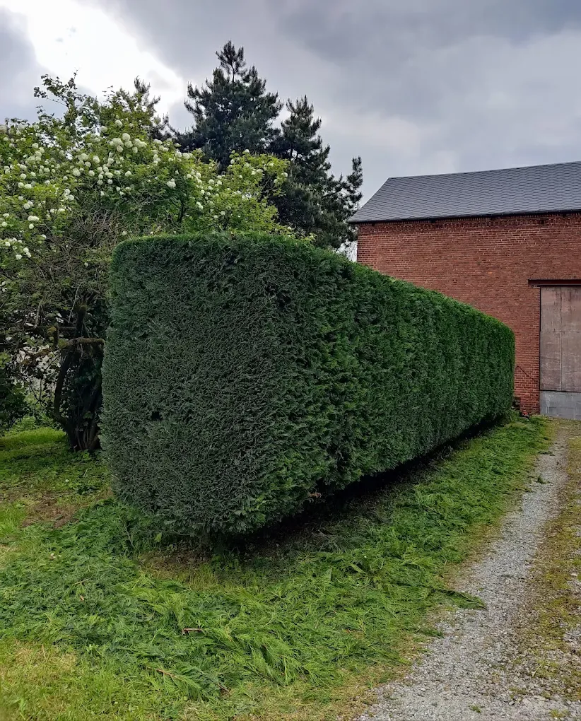 Haie de thuyas fraîchement taillée par Lefevre Multi-Services