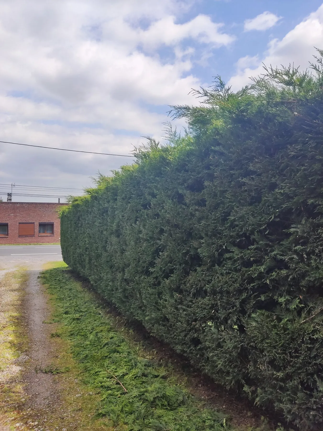 Grande haie taillée en arrondi le long d'une route